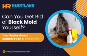 Can You Get Rid of Black Mold Yourself? Why Professional Remediation Is Important
