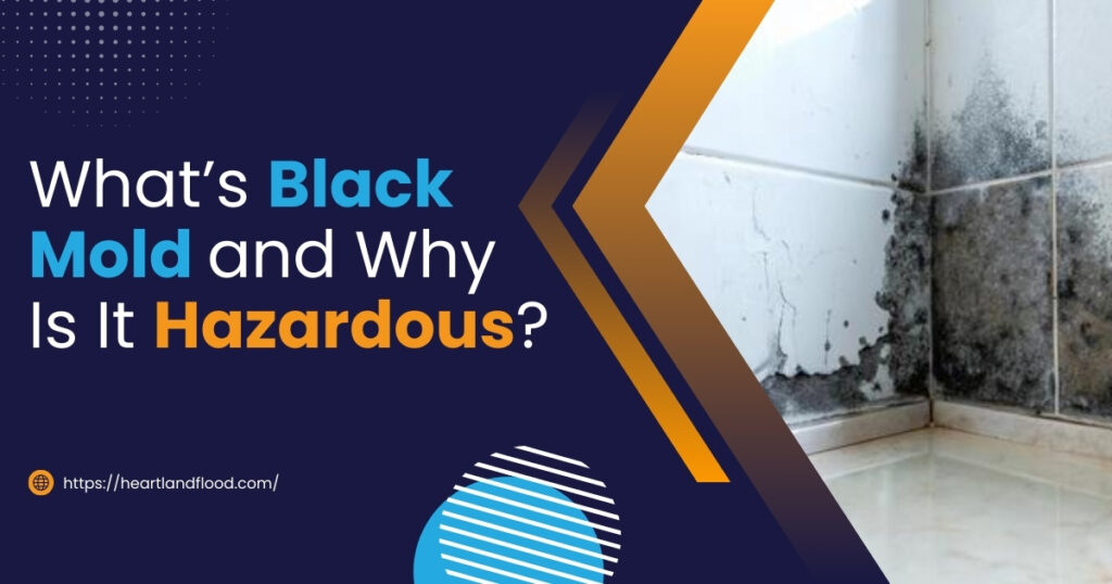 What’s Black Mold and Why Is It Hazardous?
