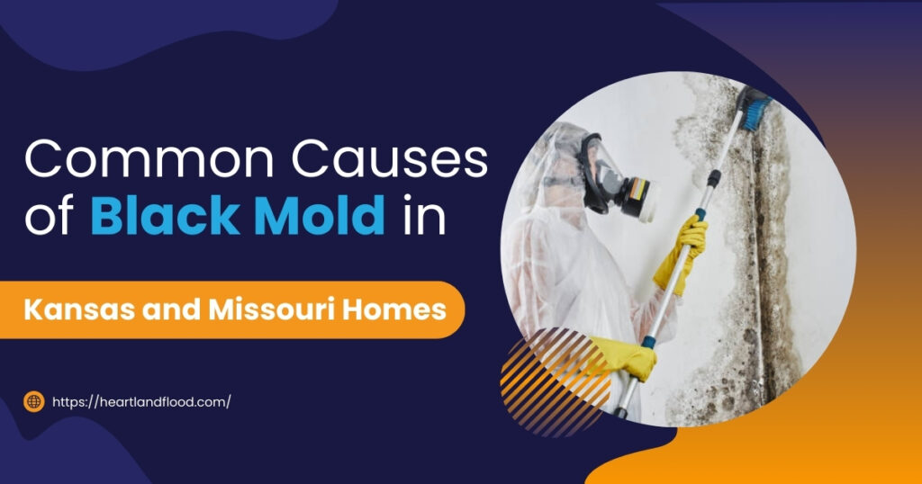 Common Causes of Black Mold in Kansas and Missouri Homes