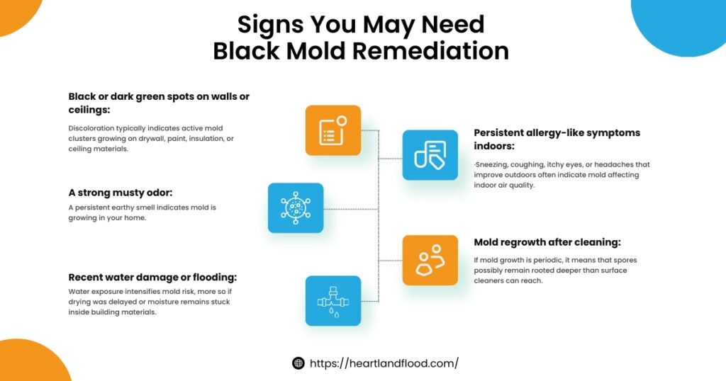 Signs You May Need Black Mold Remediation