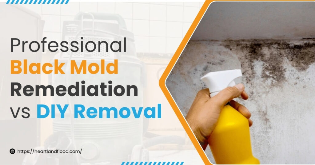Professional Black Mold Remediation vs DIY Removal