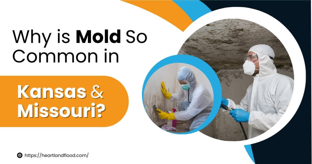 Why is Mold So Common in Kansas & Missouri?