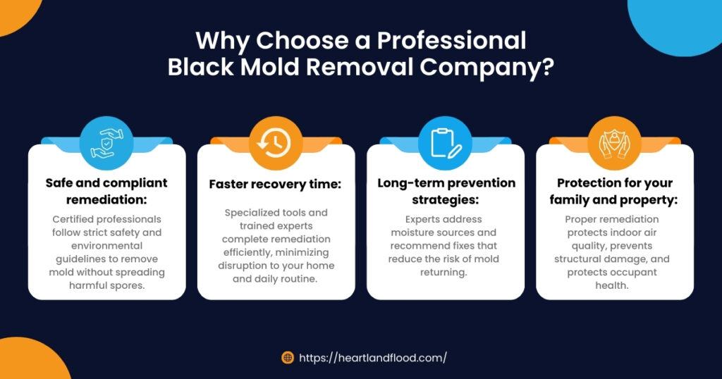 Why Choose a Professional Black Mold Removal Company?
