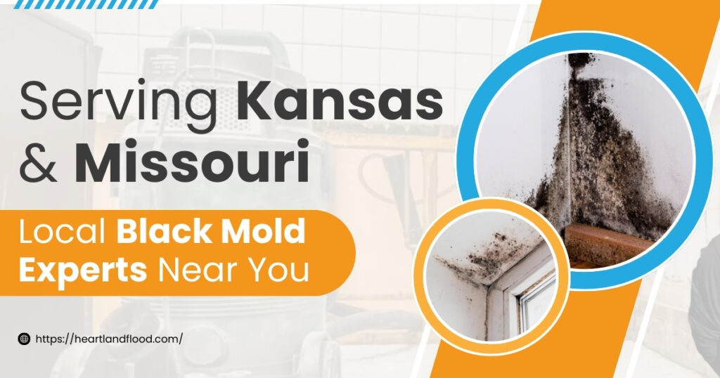Serving Kansas & Missouri – Local Black Mold Experts Near You
