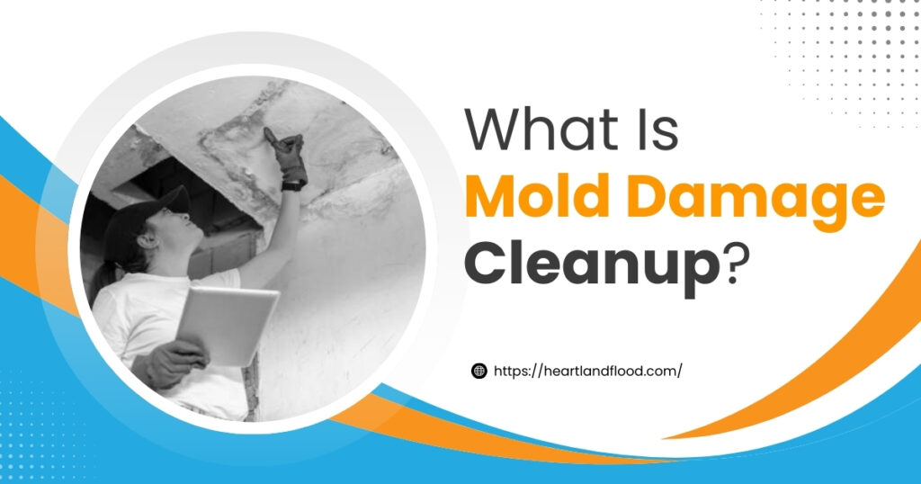 23 - Heartland Restoration What Is Mold Damage Cleanup?