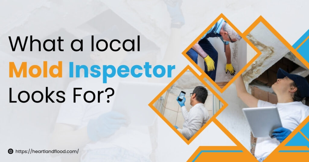 What a Local Mold Inspector Looks For?